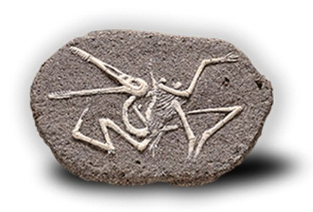 Duży Szkielet Dinozaura Wykopalisko Na Kamieniu Bones More