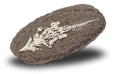 Duży Szkielet Dinozaura Wykopalisko Na Kamieniu Bones More