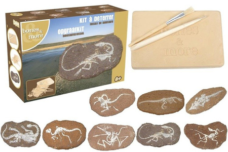 Duży Szkielet Dinozaura Wykopalisko Na Kamieniu Bones More