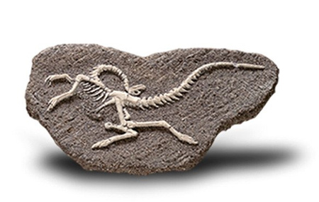 Duży Szkielet Dinozaura Wykopalisko Na Kamieniu Bones More