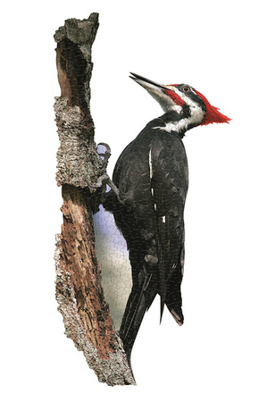 MADD CAPP, Puzzle konturowe I AM - Dzięcioł 300 elem.